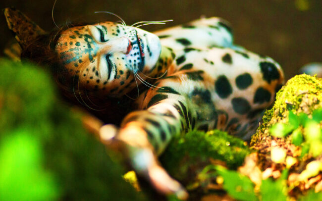 Bodypainting Fotografie