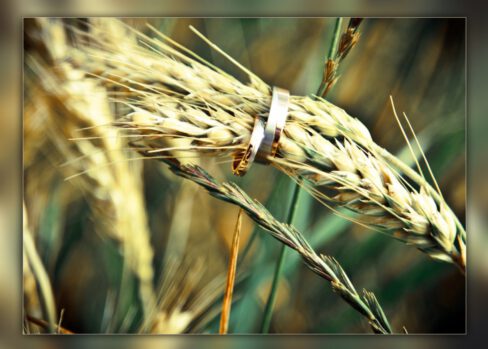 Hochzeitsschnappschüsse